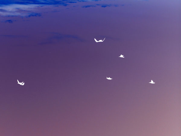 James Wallace sketch, Pinocchio Man -green