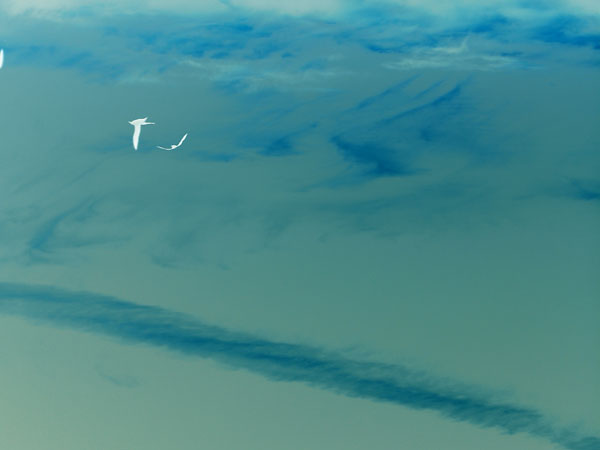 James Wallace sketch, Pinocchio Man -twirl