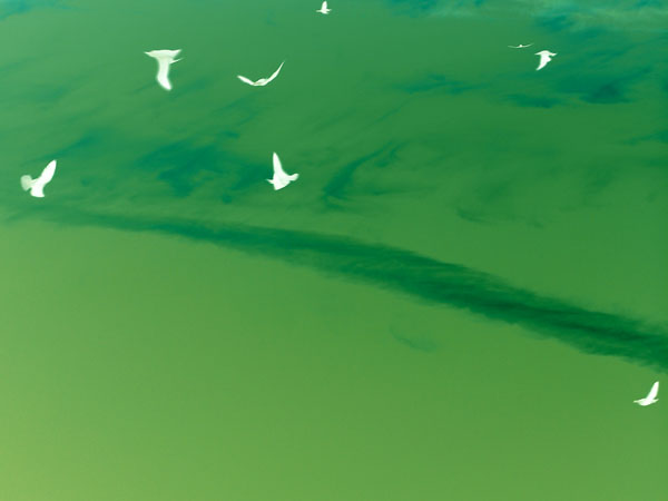 James Wallace sketch, Pinocchio Man -tilt